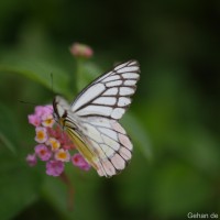 Delias eucharis  Drury, 1773